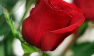 Punane roosiõis.