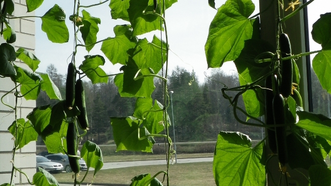Aknalaual pottides pikad kurgitaimed, millede varred ulatuvad akna ülaosani, taimel on viljad küljes.